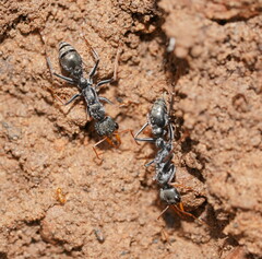 Myrmecia pilosula