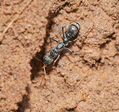 Myrmecia pilosula
