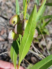 Dodonaea lanceolata