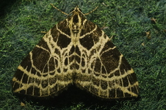 Eustroma reticulata