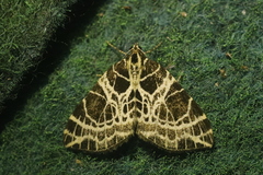 Eustroma reticulata