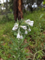 Lithospermum trinervium
