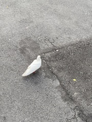 Columba livia domestica