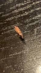 Cryptophlebia ombrodelta