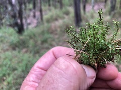 Hymenophyllum cupressiforme