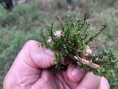 Hymenophyllum cupressiforme