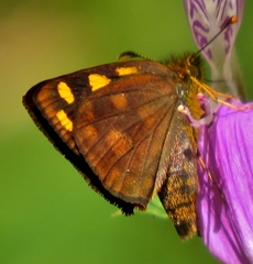 Metisella metis paris