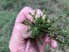 Hymenophyllum cupressiforme