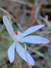 Caladenia carnea