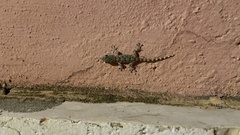 Tarentola mauritanica