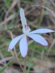 Caladenia carnea