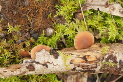 Lentinellus pulvinulus