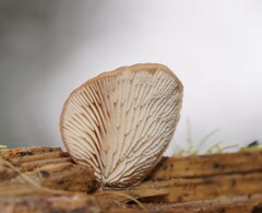 Lentinellus pulvinulus