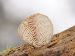 Lentinellus pulvinulus