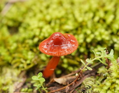 Hygrocybe iropus