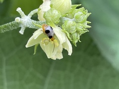 Paridea taiwana
