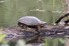 Malayemys khoratensis