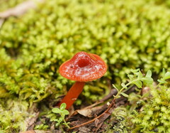 Hygrocybe iropus