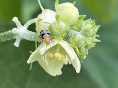 Paridea taiwana