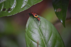Dindymus sanguineus