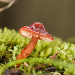 Hygrocybe iropus