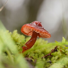 Hygrocybe iropus