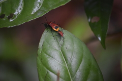 Dindymus sanguineus