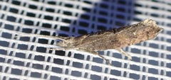 Ypsolopha horridella