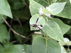 Physocephala marginata