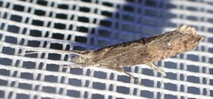 Ypsolopha horridella