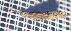 Ypsolopha horridella