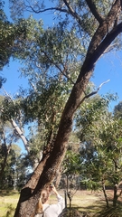 Eucalyptus gomphocephala