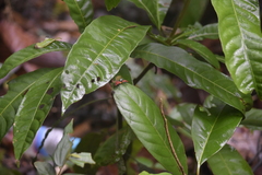 Dindymus sanguineus