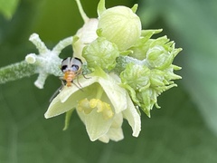 Paridea taiwana