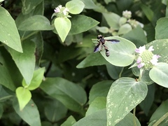 Physocephala marginata