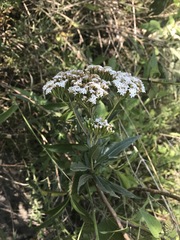 Stevia salicifolia