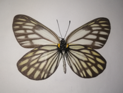 Aporia gigantea