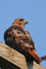 Buteo jamaicensis