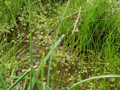 Ischnura denticollis