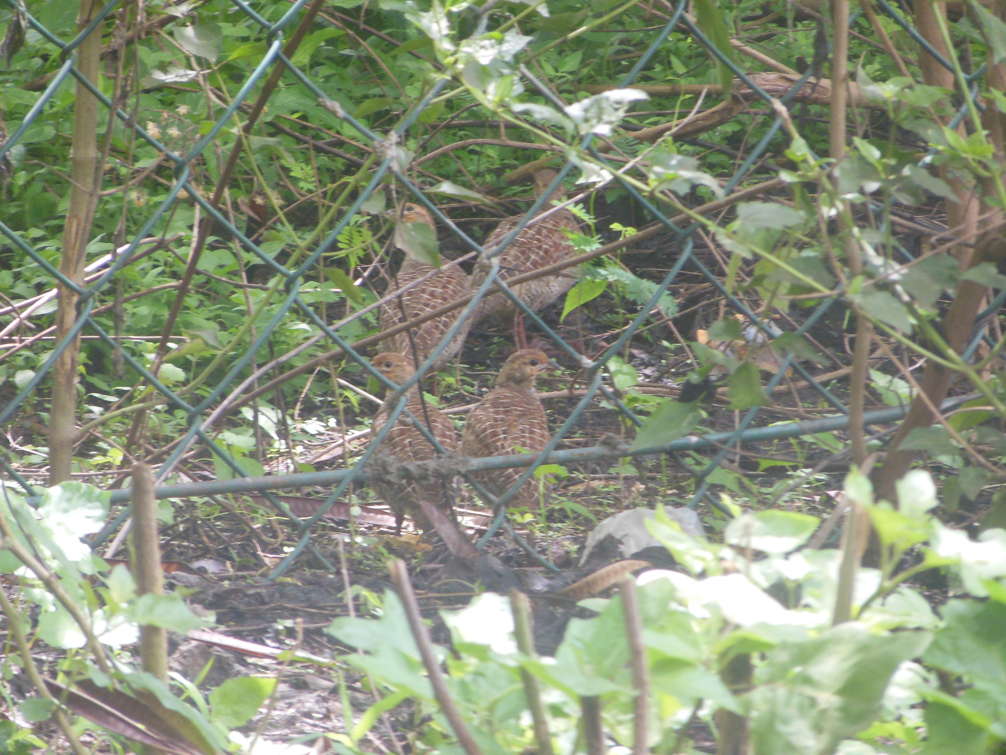 Grey Francolin
