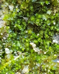 Jungermannia atrovirens