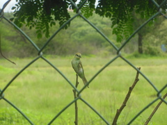 Merops orientalis orientalis