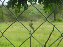 Merops orientalis orientalis