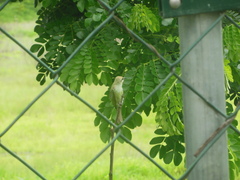 Merops orientalis orientalis