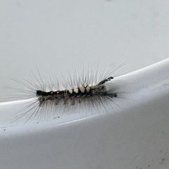 Orgyia pseudotsugata