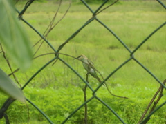 Merops orientalis orientalis