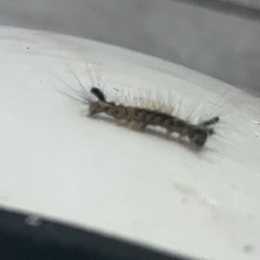 Orgyia pseudotsugata