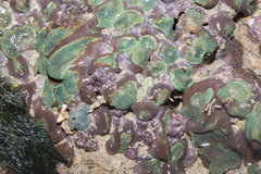 Rhodactis bryoides