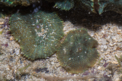 Rhodactis bryoides