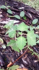 Solanum viarum
